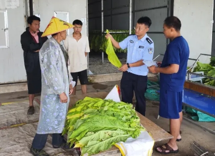 烤烟喜丰收 ！云县民警深耕“田间警务”，书写护农答卷